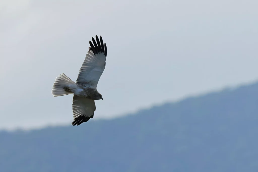Inffauna Fr Veloiseau Paysages 273