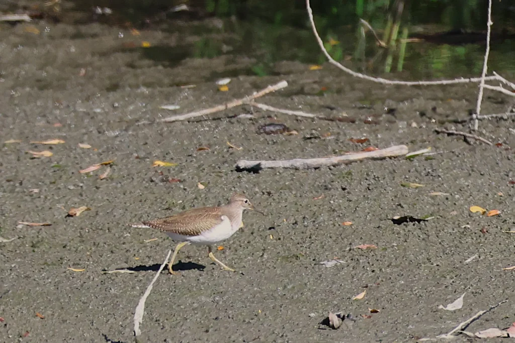 Inffauna Fr Article Des Animations Et Des Observations Septembre 2026 03