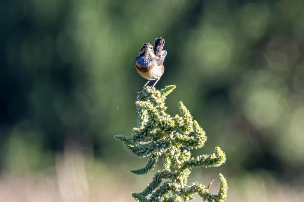 Inffauna Fr Article Des Animations Et Des Observations Septembre 2026 08